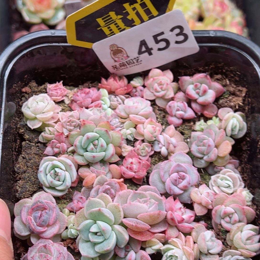 多肉植物多肉植物