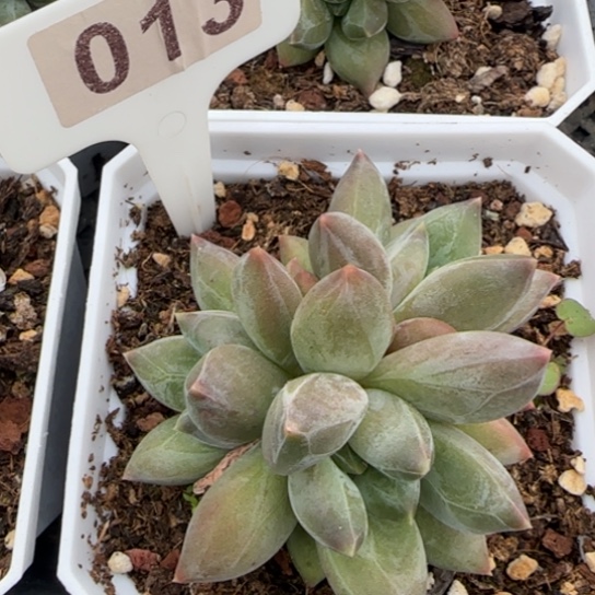 13重楼多肉植物多