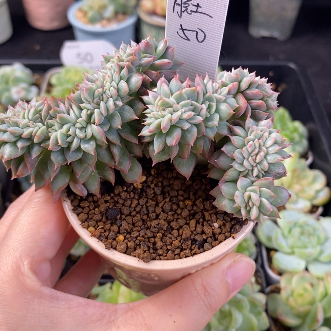 @***事无事一颗小树脱土发货