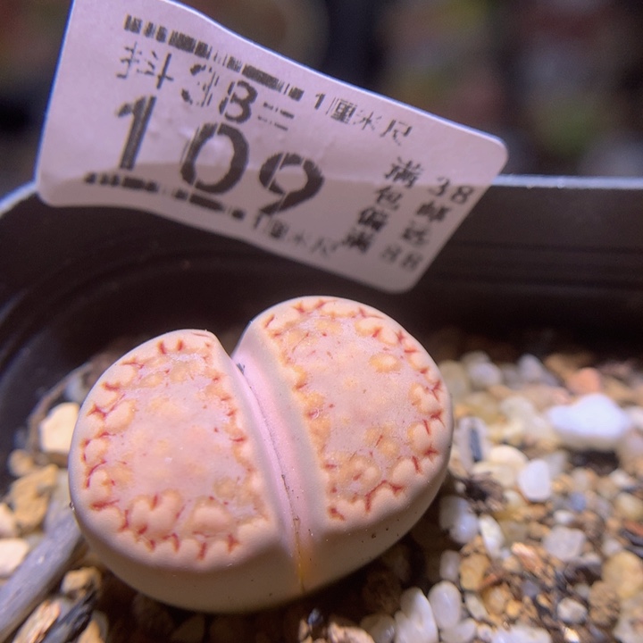 精品生石花38.109大217