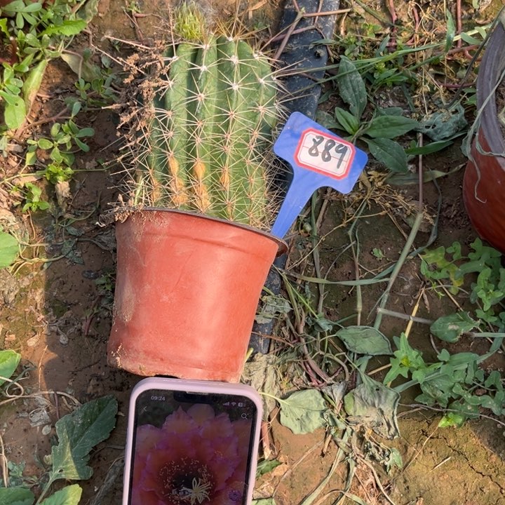 889。毛花柱46号有干皮