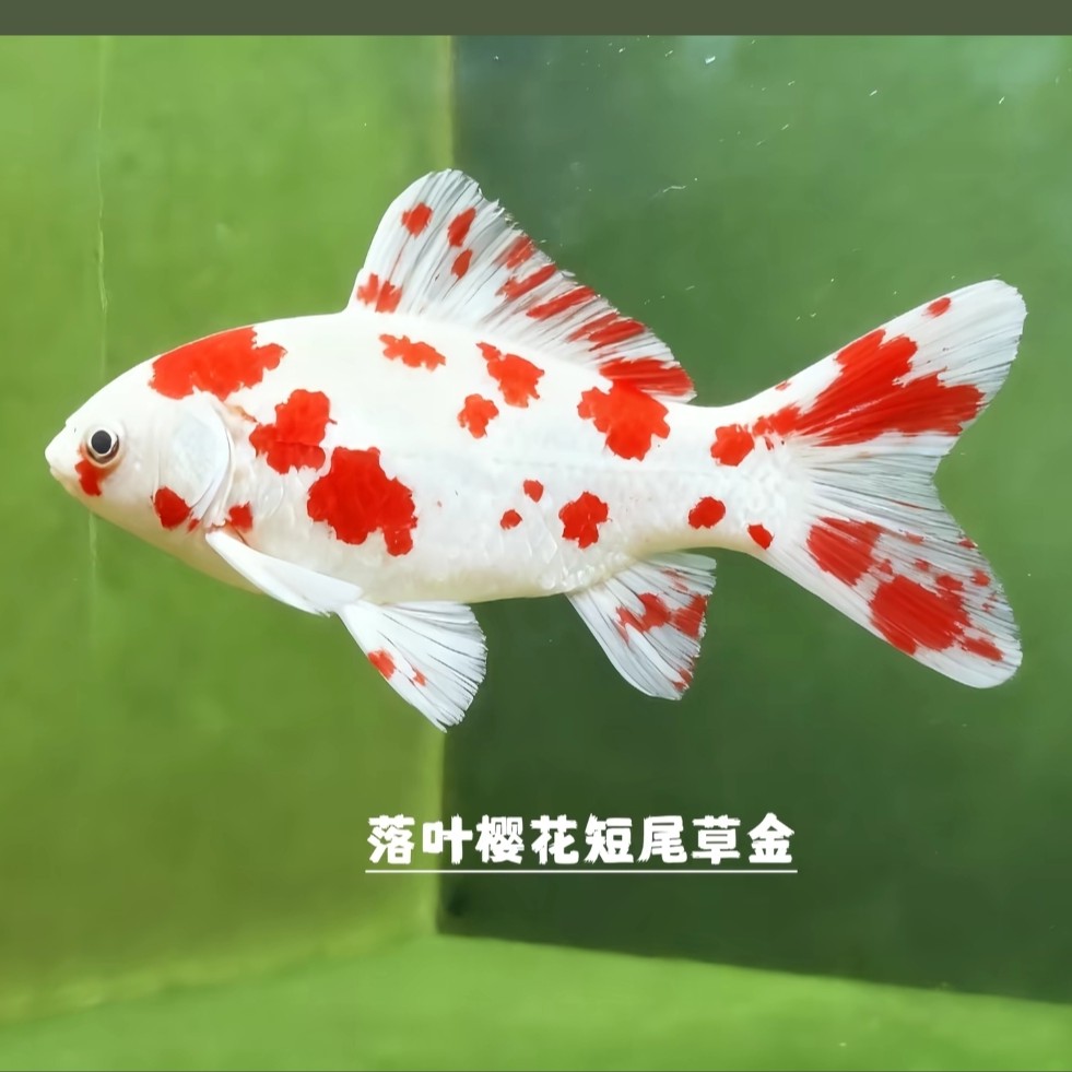 草金观赏鱼冷水鱼淡水鱼好养耐活