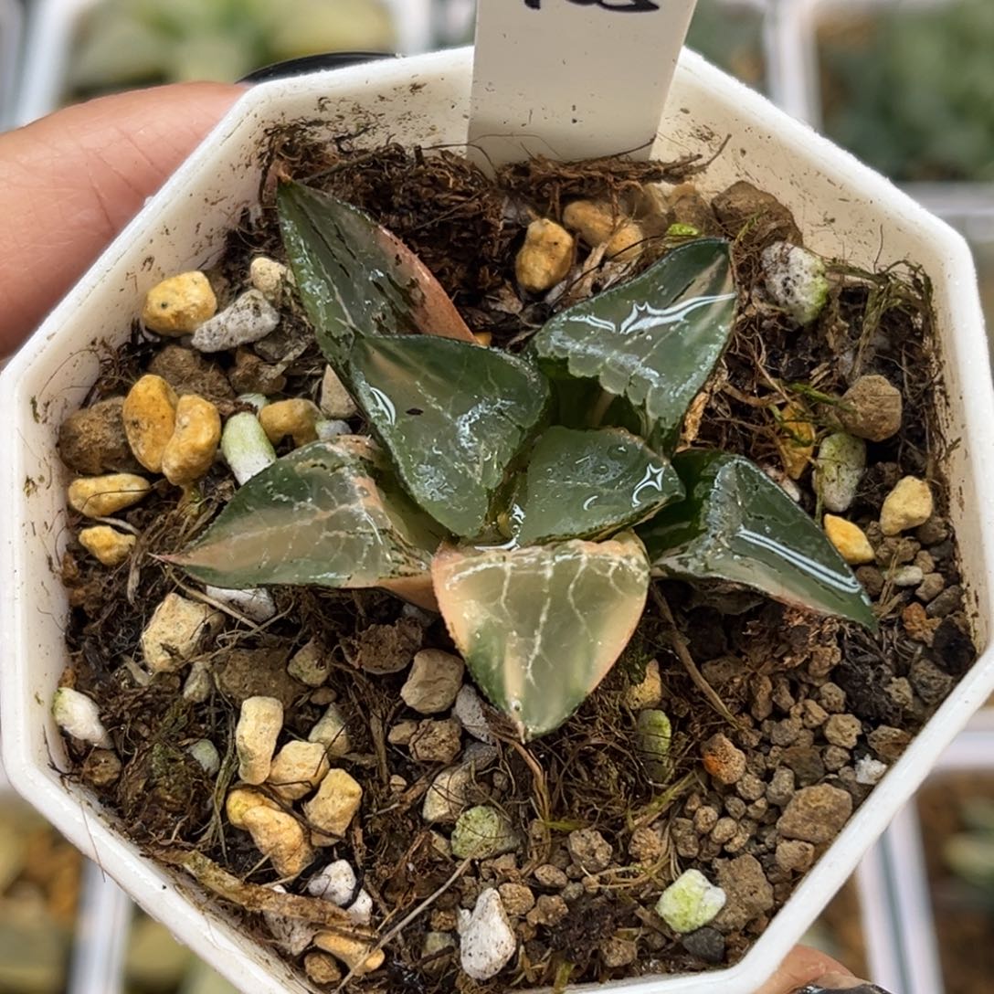 105龙禧克锦福利专场（根一般介意勿拍）福利专场