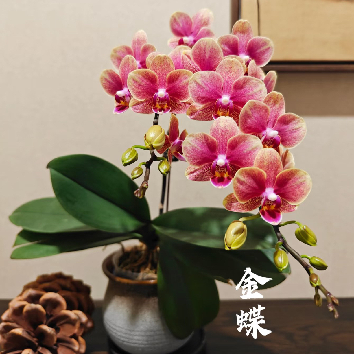 丞亦园艺[金蝶3.0杯]