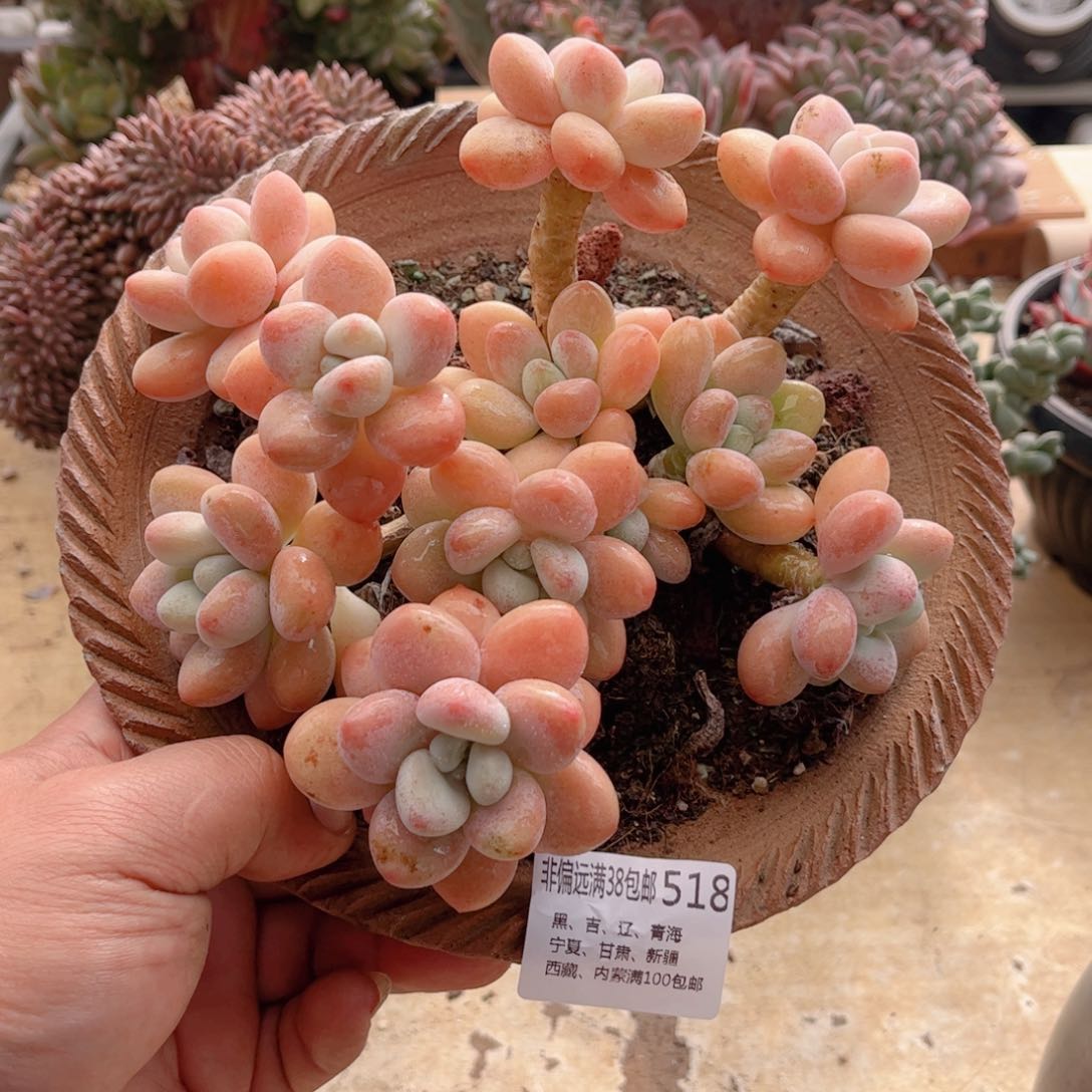 518香水洛神德华多肉