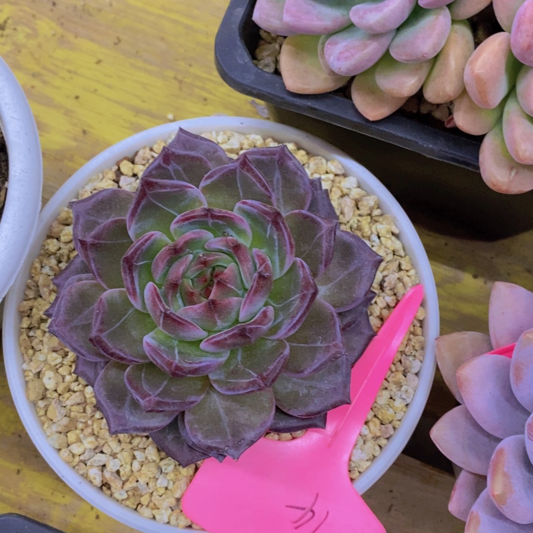 粉丝回馈专场，停播场