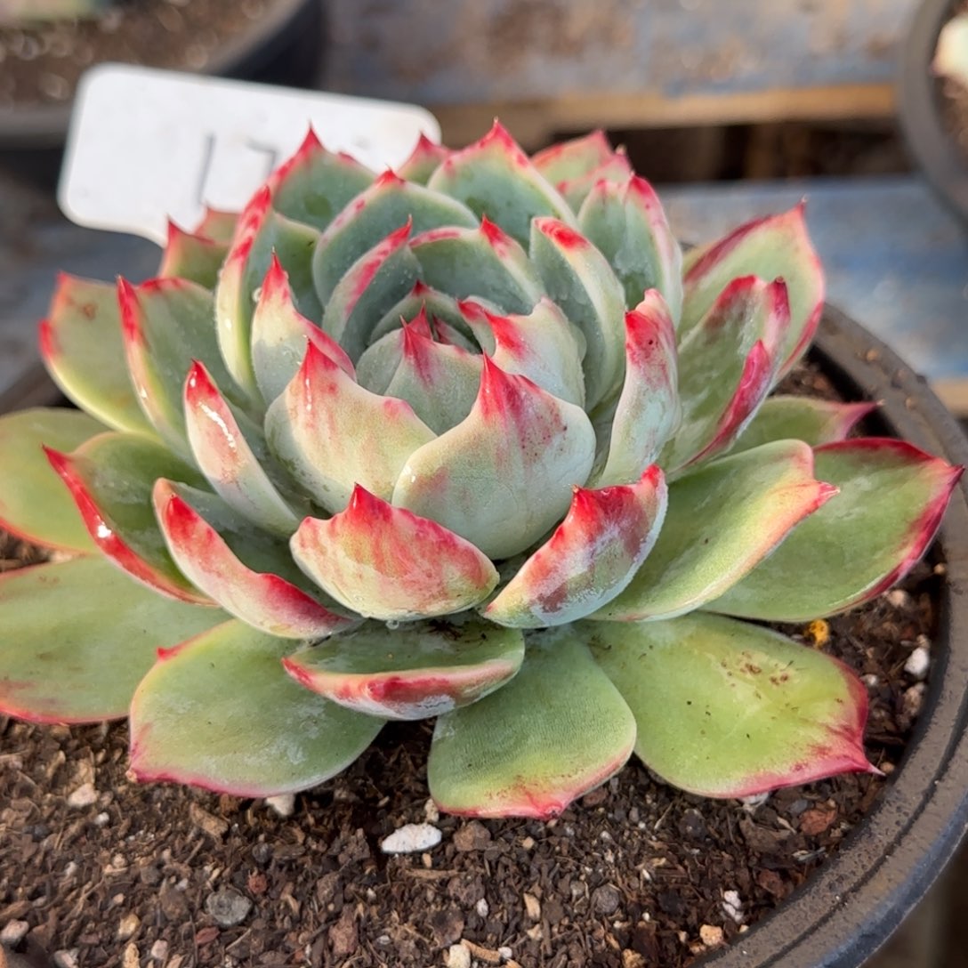 花脸拉丝173惊鸿一物一拍包装收缩花旱