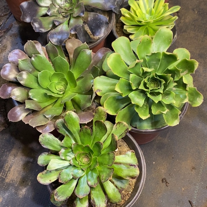 5颗多肉断头不包1336