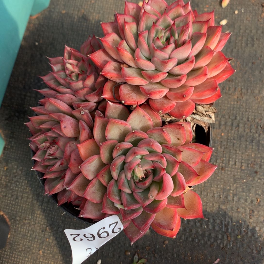 2962 杂交精品基地14厘米