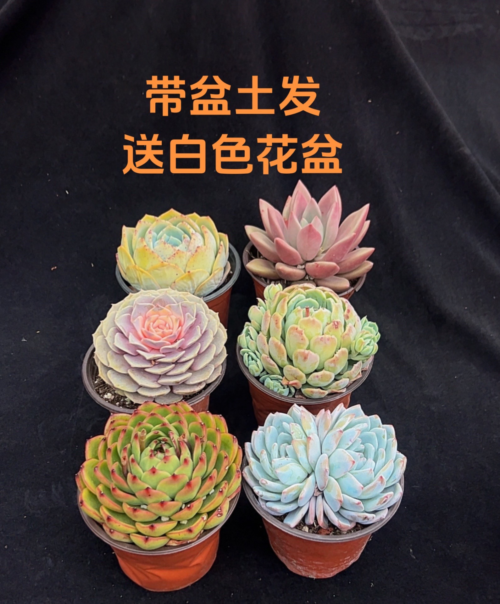 莲花多肉植物盆栽绿植室内花卉好养组合阳台装饰新手易养