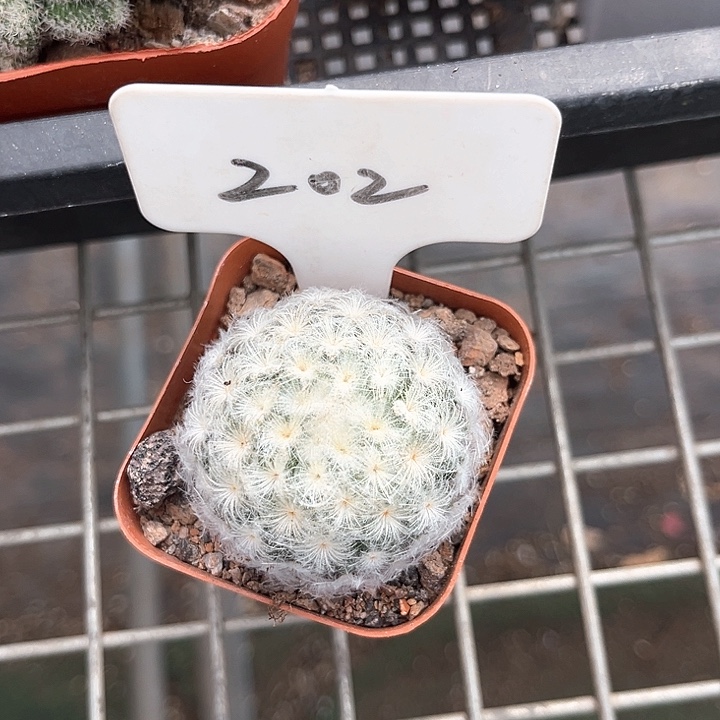 我也不知道我为什么要这样