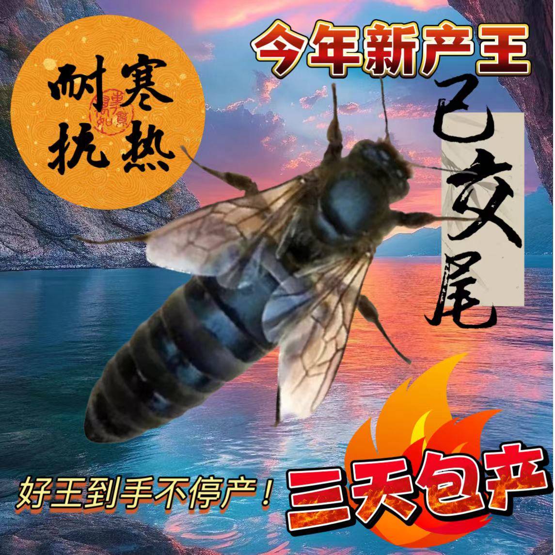 【已开产2个月蜂王】中蜂蜜蜂种王高产蜂王优质新开产卵伏牛阿坝王
