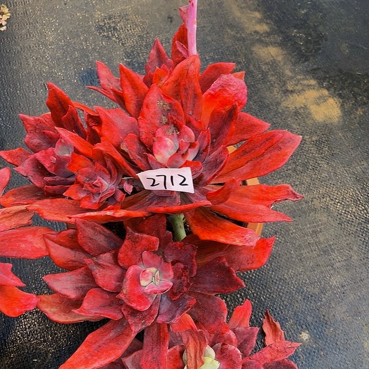 ?***?钻石锦群2712