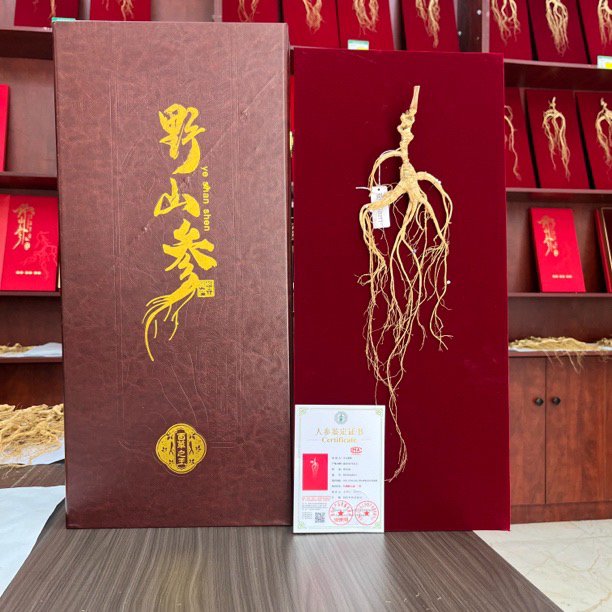 长白山生晒野山参一等品搭配高档60厘米礼盒滋补佳品