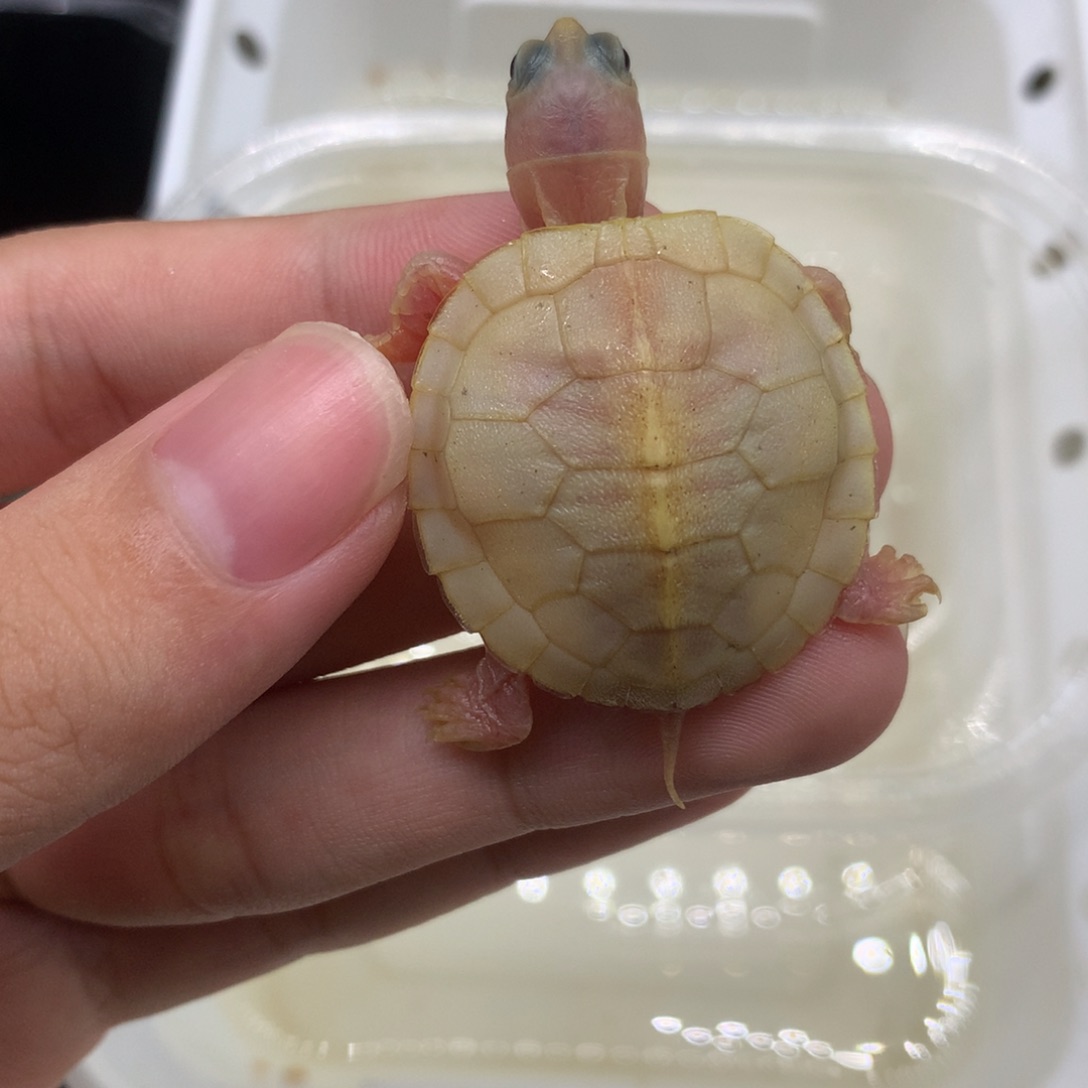 不分公母巴西彩龟