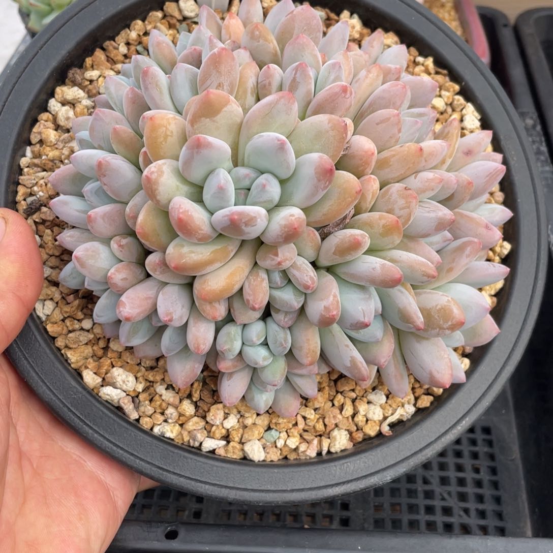 070香水不带盆15厘米