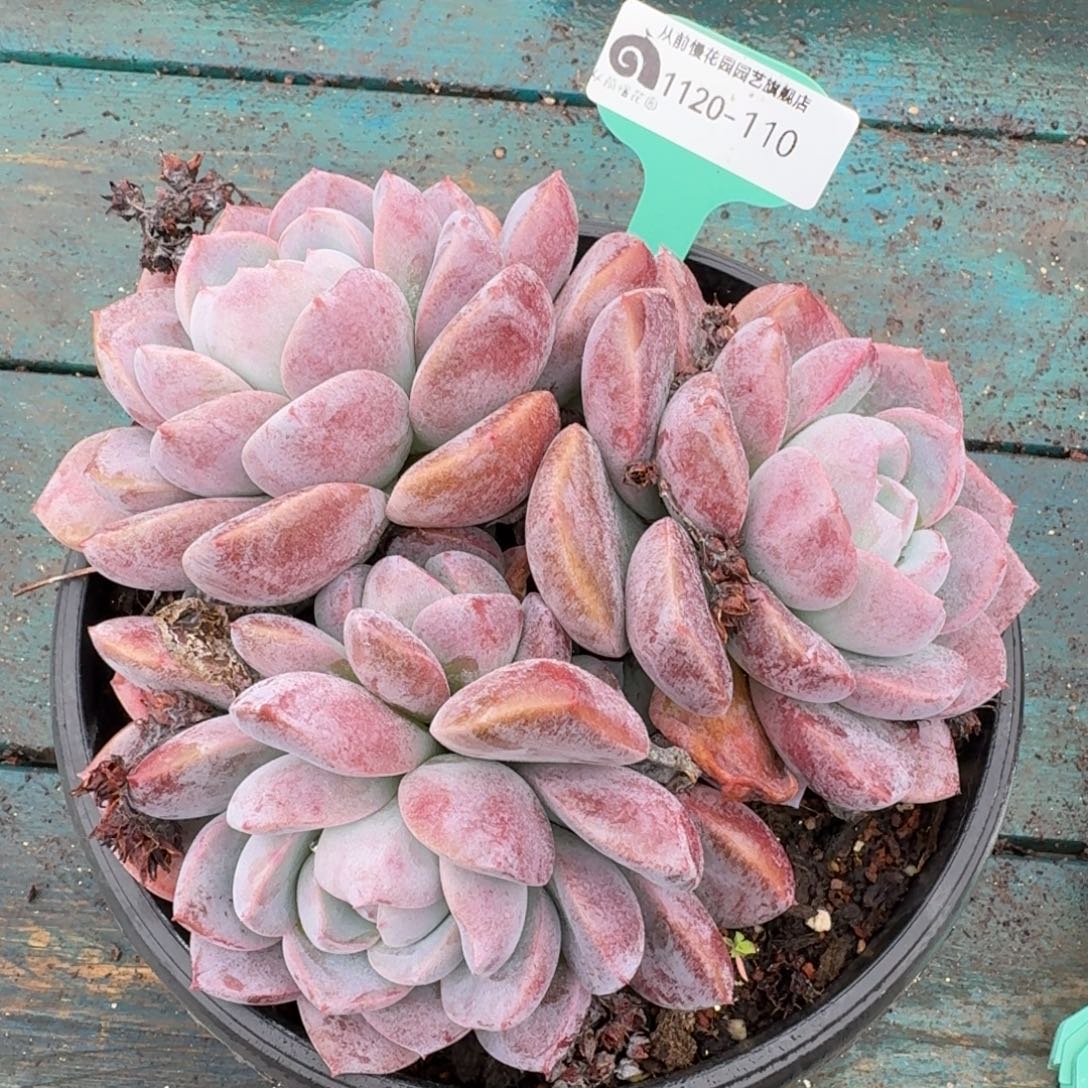 从前慢多肉精选编号1120.110
