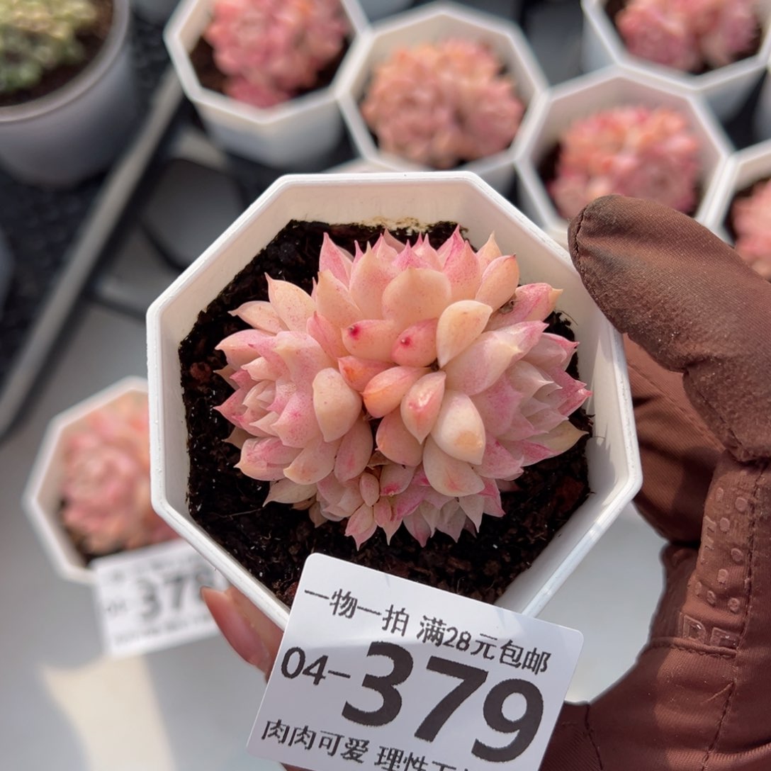 桃薰女王多肉多肉