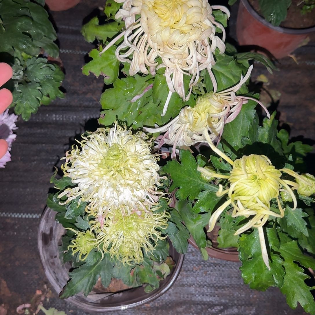全部花朵K00000005