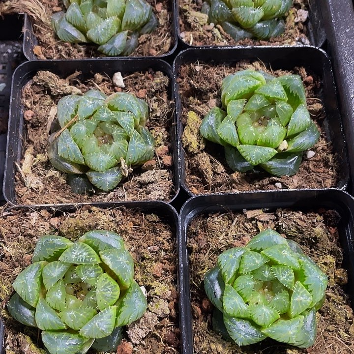 冰川玉露带盆土发