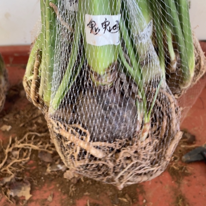 心***蝶完全开放品种朱3棵装