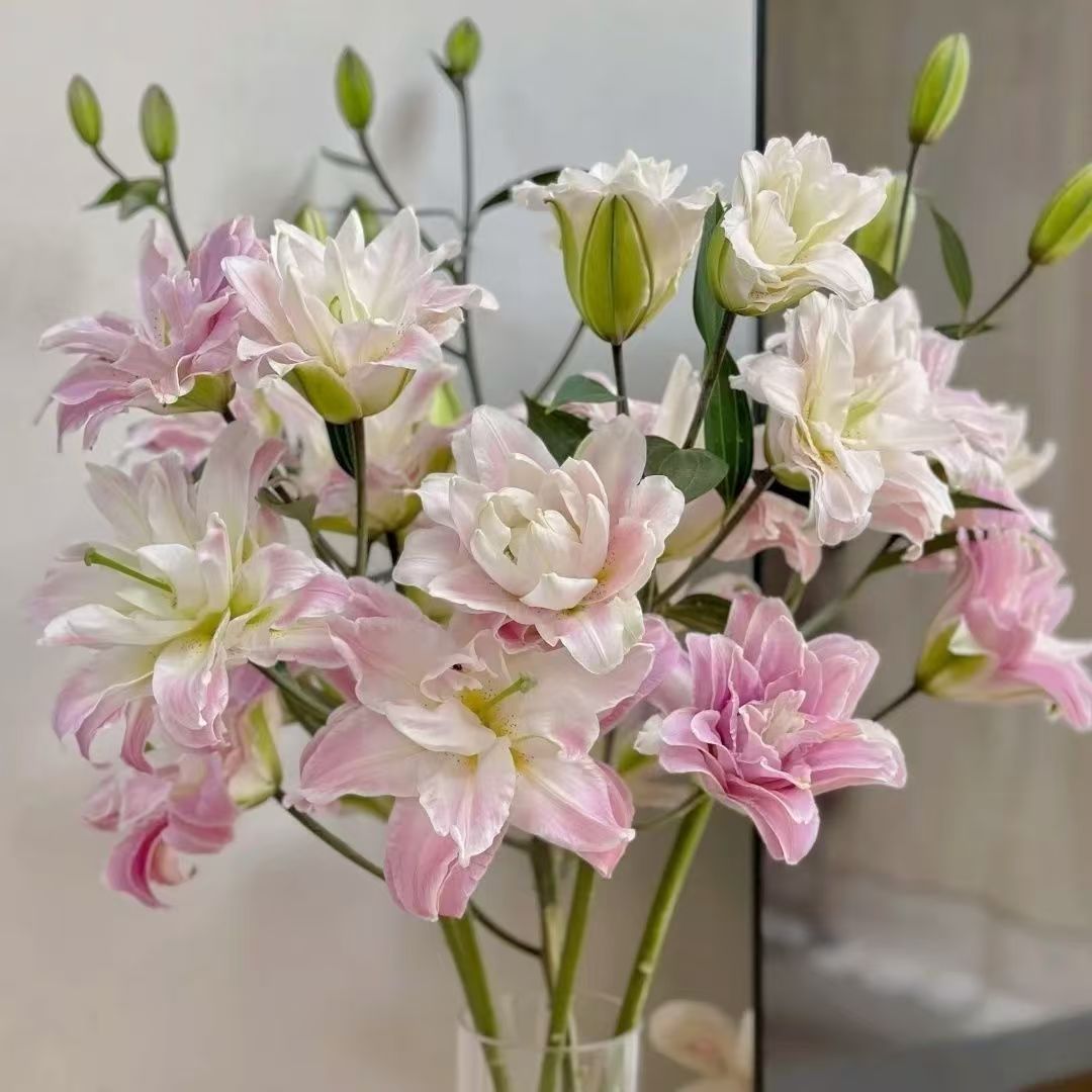 莲花之境百合树昆明基地直发包邮