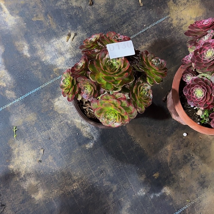 000000000000000130火狐