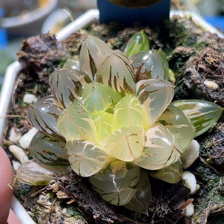 616糊趋势水晶实生锦特选福利