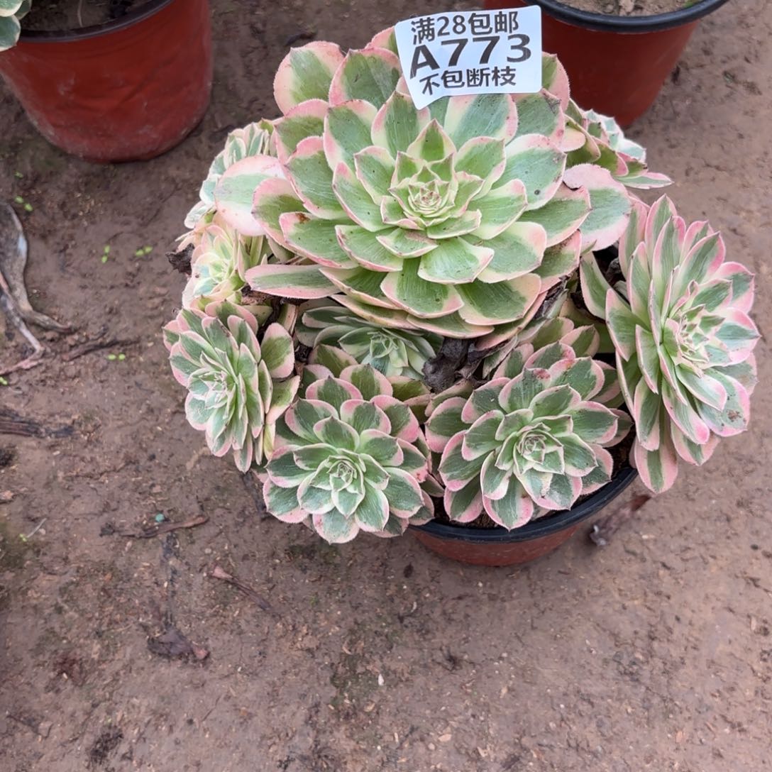 N 773云和多肉1。cad