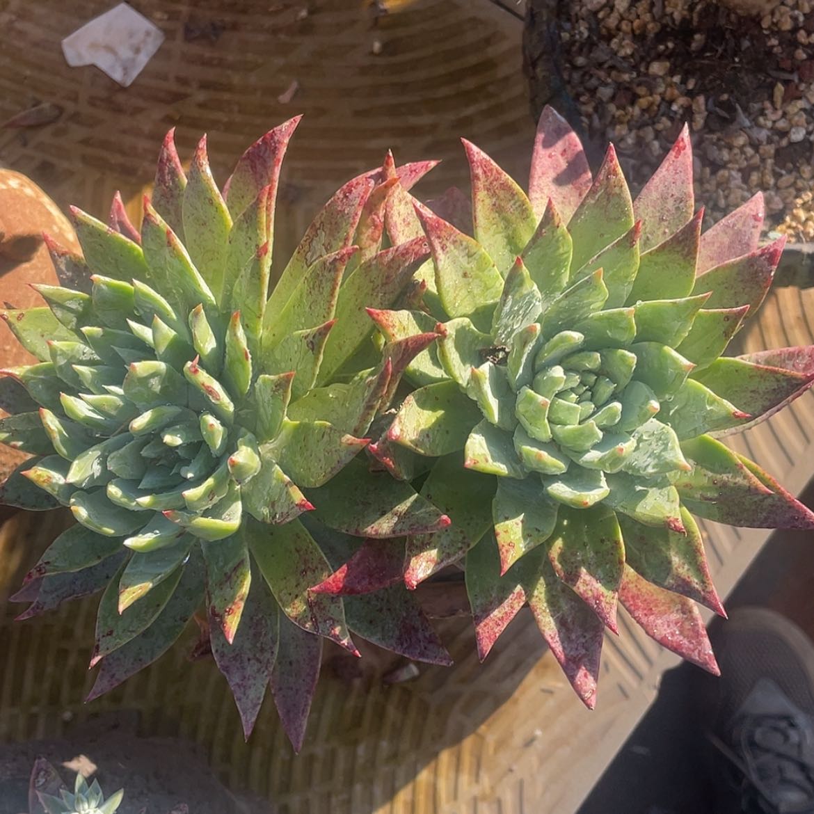 【闪购商品】帕翠莎杂坎代