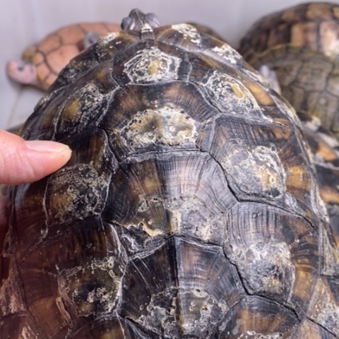 绿毛龟母翡翠母一个