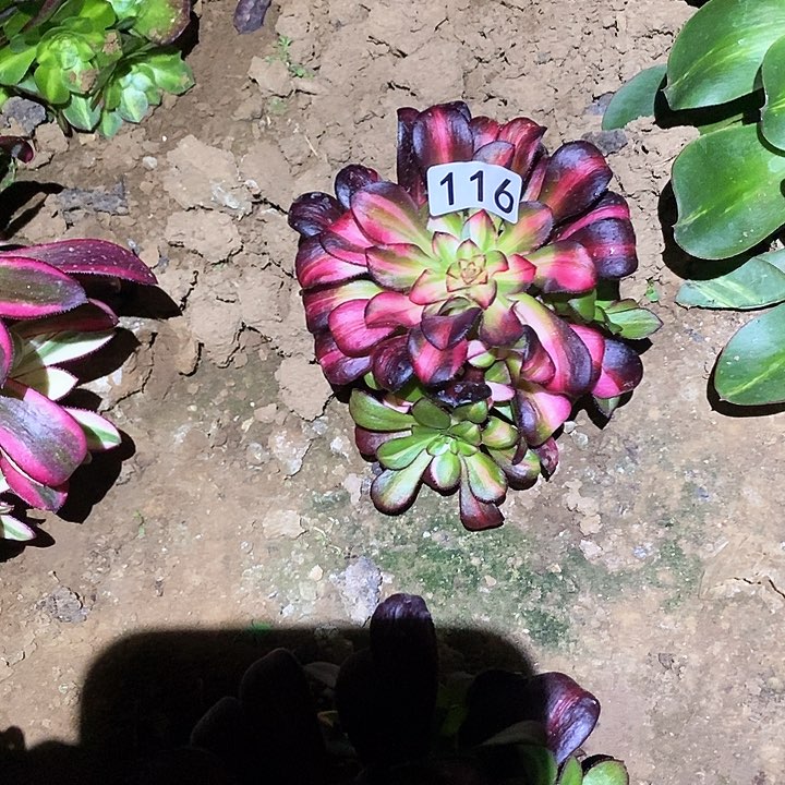 多肉植物法师116花蝴蝶