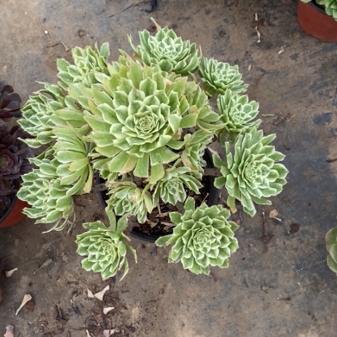 碧浪17多肉植物法师