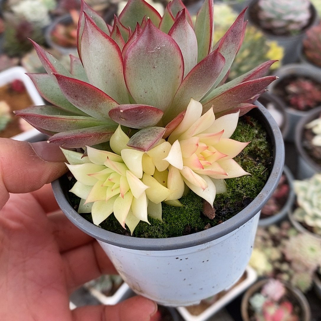 030宝莲灯哈哈哈哈哈