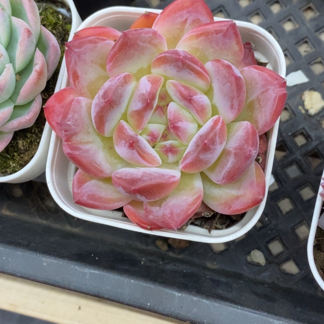 精品多肉一物一拍不包整299