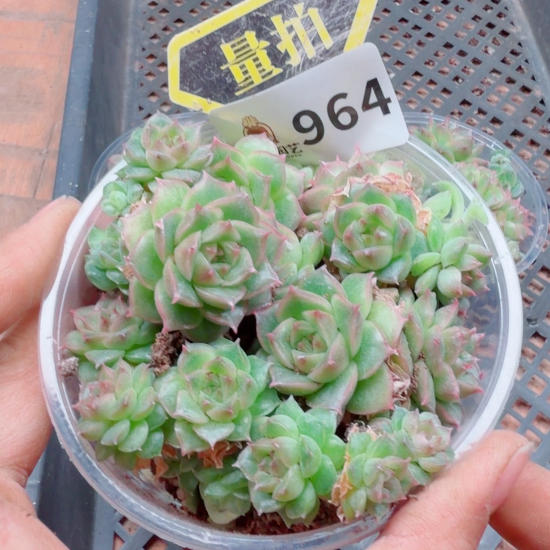 多肉植物多肉植物