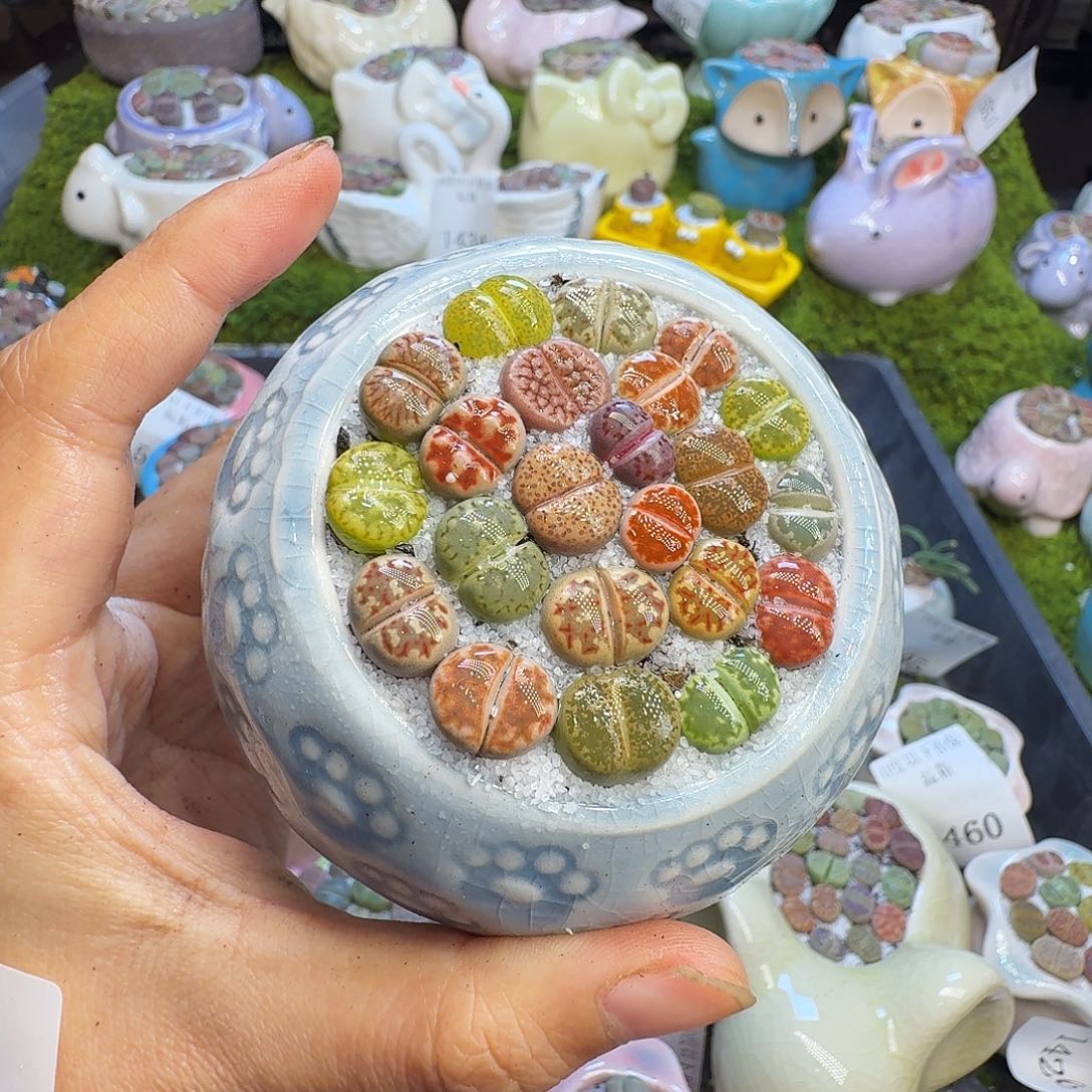 多肉植物福利冲618