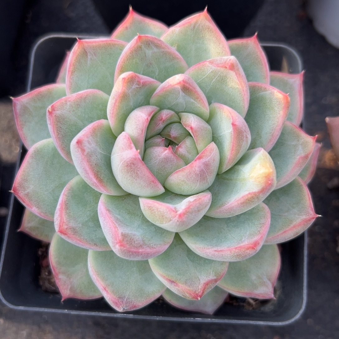 多肉植物一物一拍（188号）