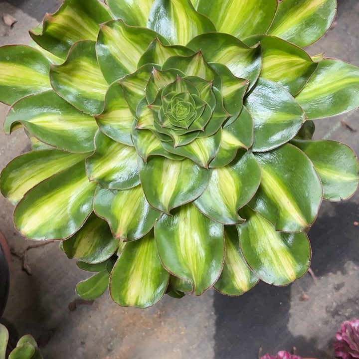 多肉植物燕姿中班锦…………