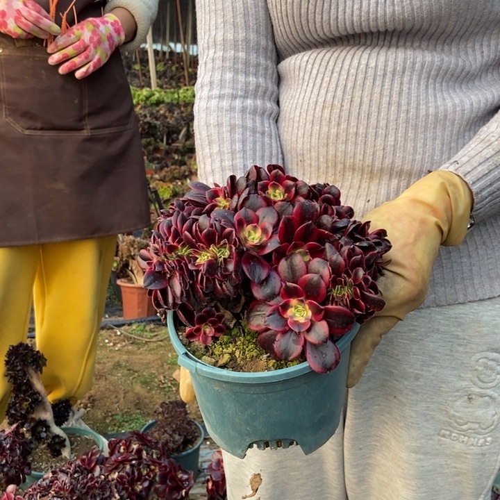 057美杜莎老桩朵朵