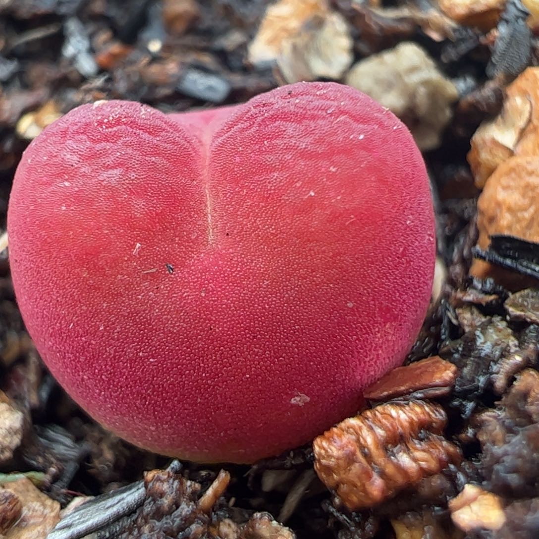 吕红多肉植物百科1