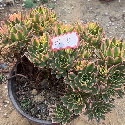 多肉植物甜茶326