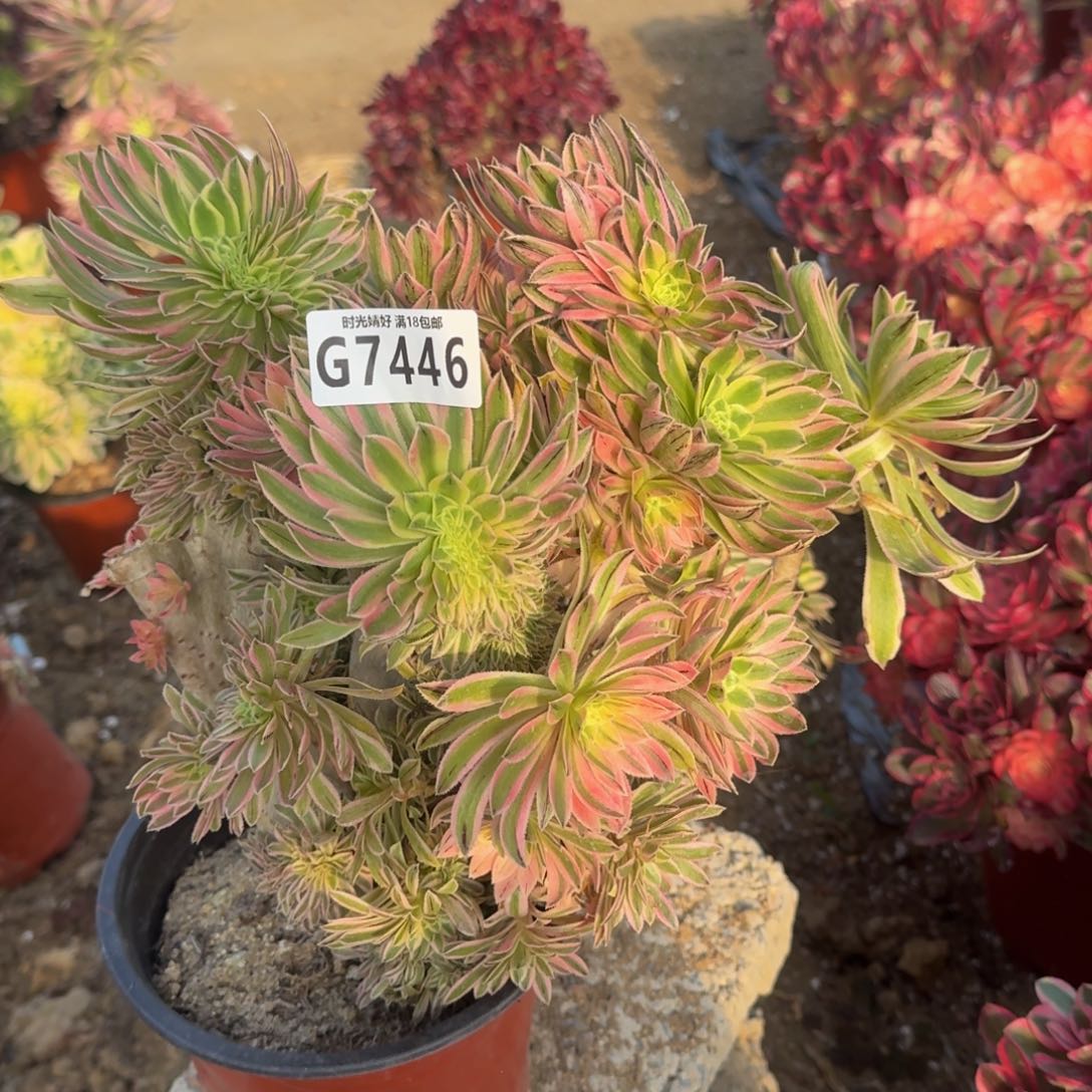 7446夕颜缀有伤不包损