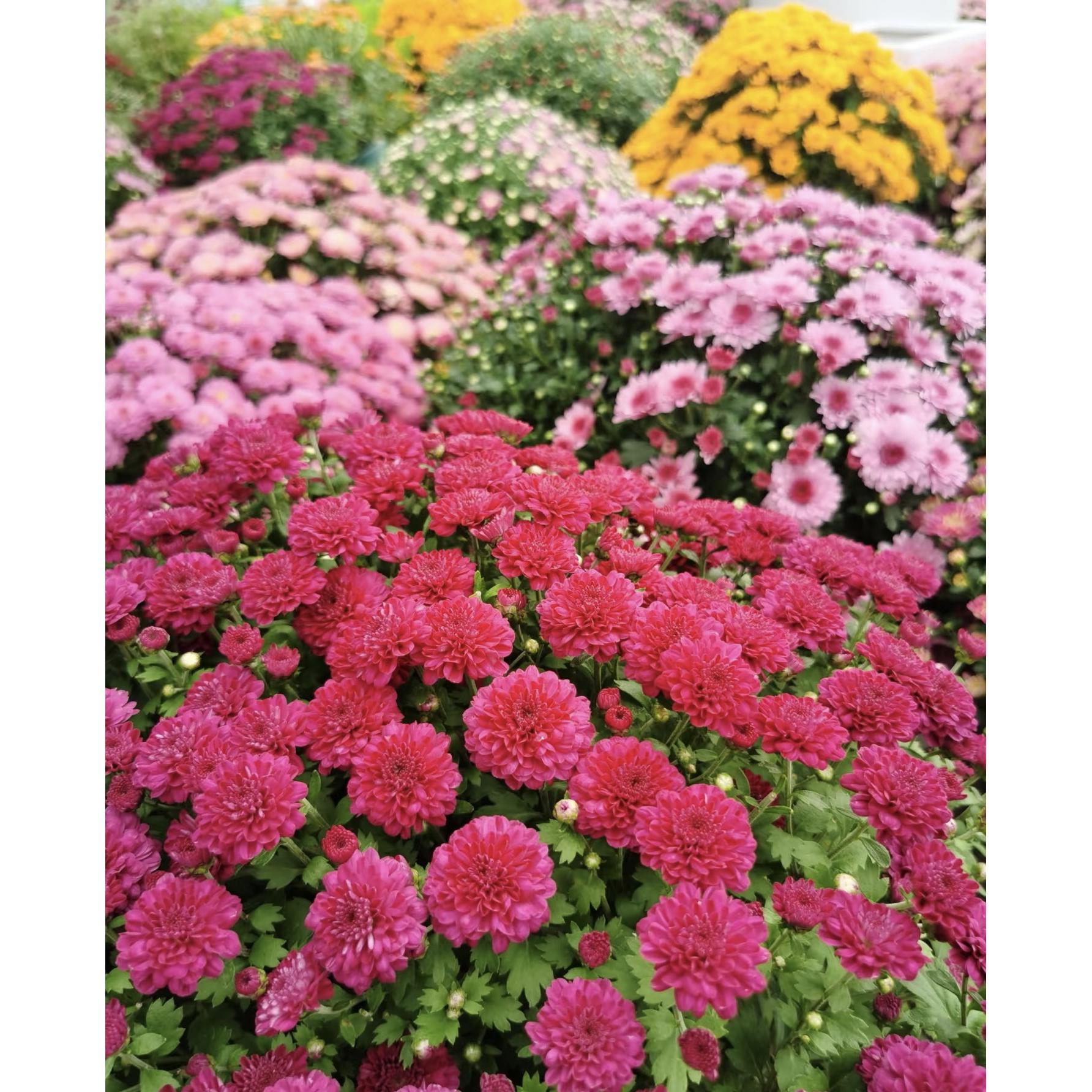 《盲盒颜色随机》千头菊带花苞盆栽四季开花室内外阳台耐寒好养花卉