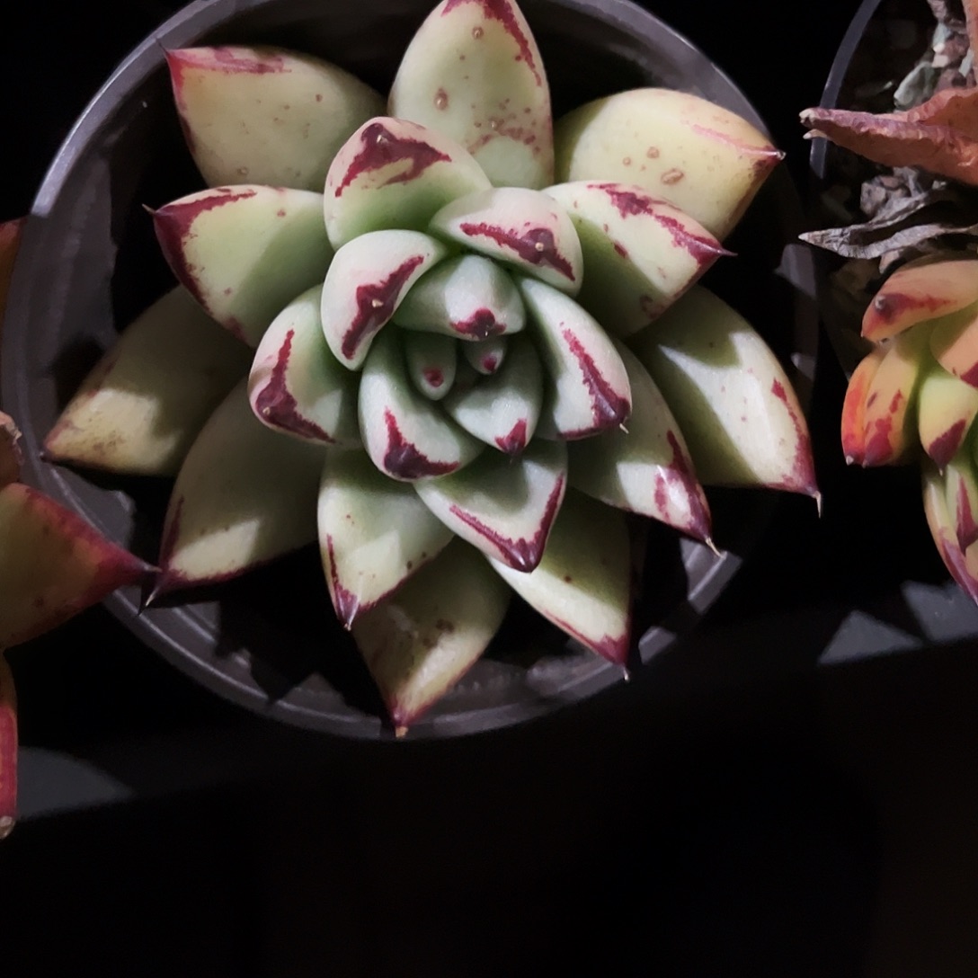 小**水402多肉植物提取天然草本成分