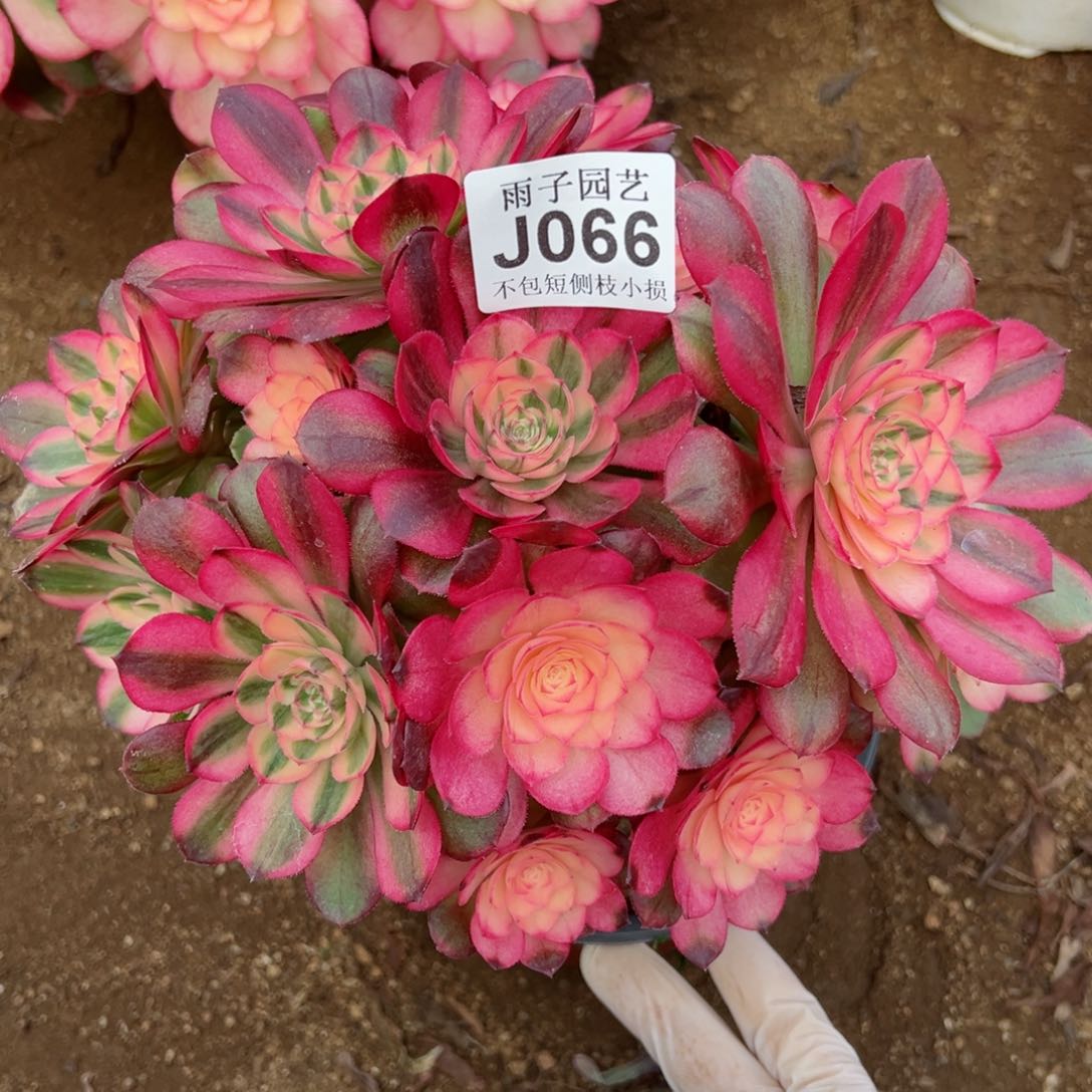 066荔枝尺寸23左右