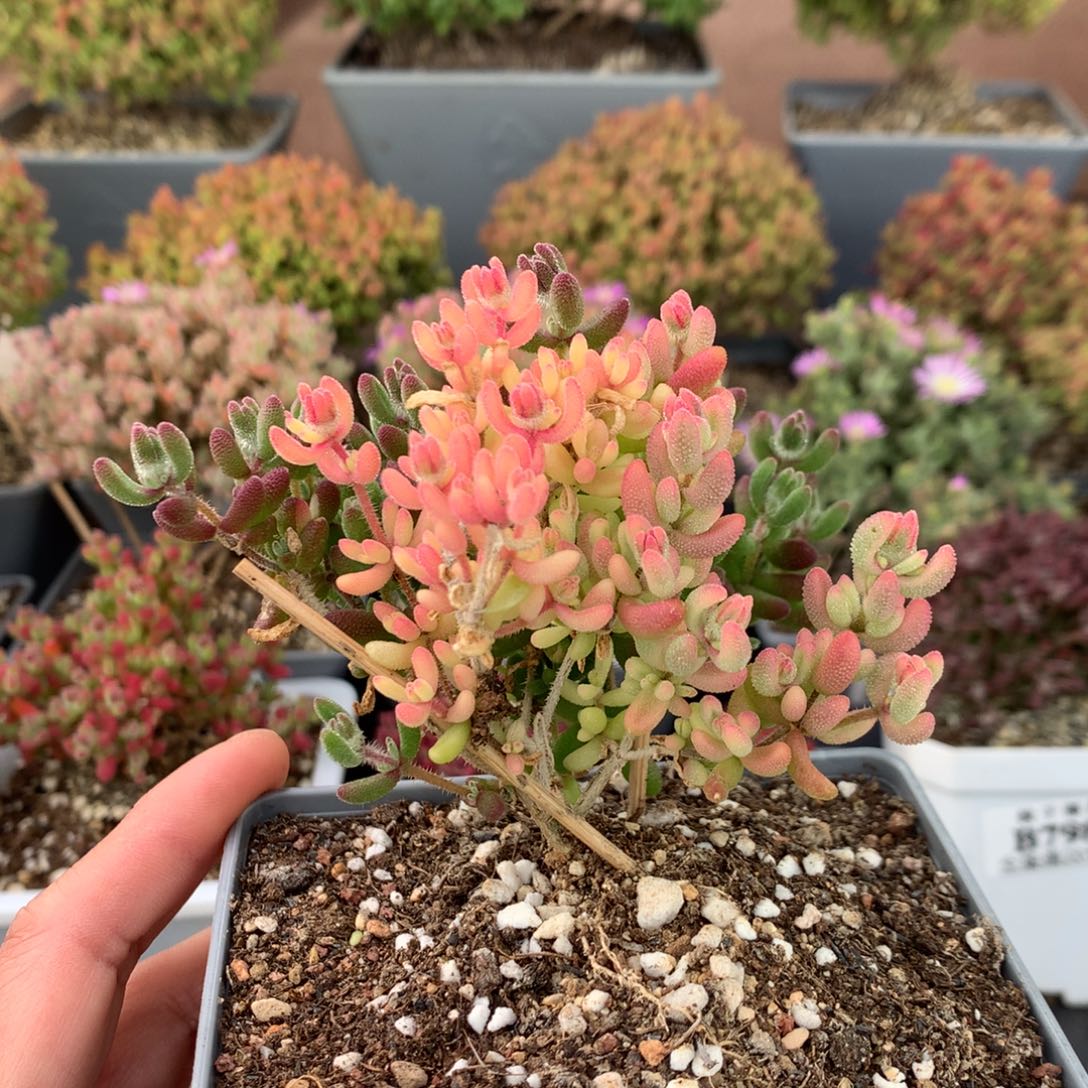 詩***?823红宝石阴阳锦 。          