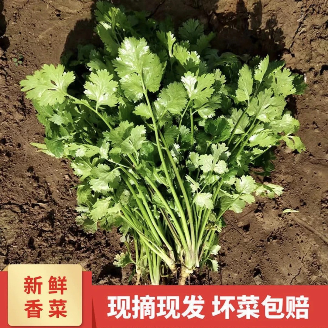 （新人福利）农家自种香菜芫荽蔬菜现挖现发