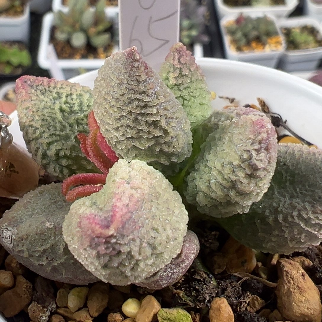 174实生新品缠绕纹