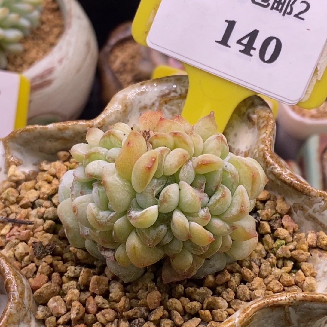 2140方糖朵朵板子缀